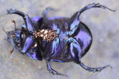 Réf. 186 763 : Geotrupes spiniger
